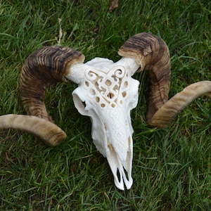 MADE TO ORDER, Carved ram/sheep skull, home decor, Christmas gift, for boyfriend or girlfriend, with ram horns, Skull carving gift, set 666