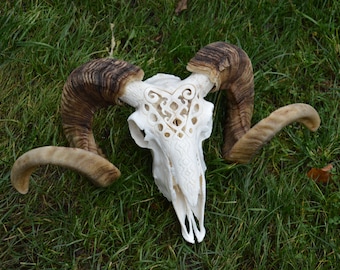 May include: A white ram skull with intricate carvings on the forehead and brown horns. The skull is lying on a bed of green grass.