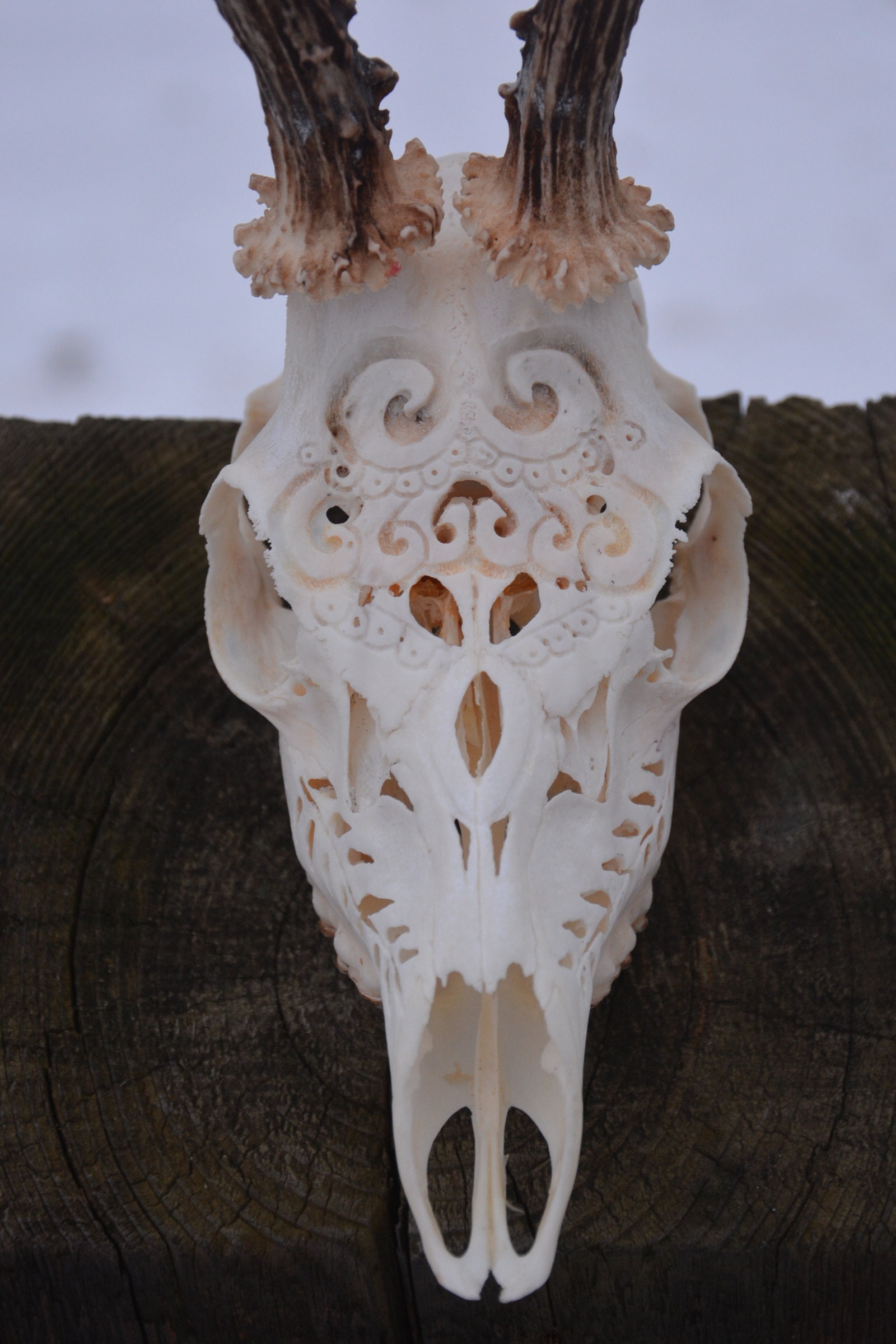 Carved Deer Skull With Antlers: Engraved Home Decor - Etsy