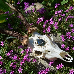Made To Order, Real European Roe Deer skull, Carved skull, Labradorite cabochon, Real Stone, Skull decor, perfect present, gift birthday
