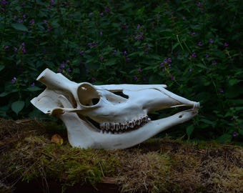Red deer skull with jawbone! A unique find, matching jaw, (Cervus elaphus) no antlers, the perfect gift for the collector, nature lover