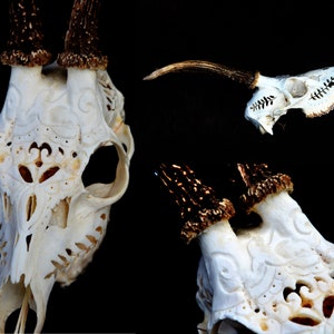 MADE TO ORDER Real deer skull, Carved deer skull, roe deer skull with antlers, perfect gift, home decor, carved swallow, decoration