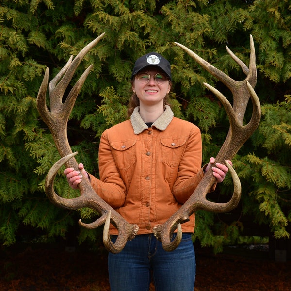 Real Deer Antlers Etsy