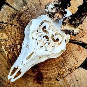 Project "The Swallow", Carved roe deer skull, Witcher design, withcer decoration