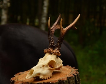 Ethically Sourced Roe Deer Skull | Natural Home Decor, Wall Mount