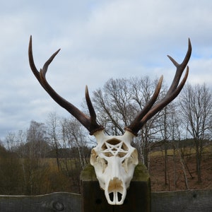 Carved deer skull with carved pentagram, Real deer skull, Home decor, unique White skull, Custom order, Christmas present