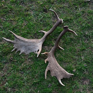 Peut inclure: Deux grands bois de cerf, naturellement tombés, reposent sur de l'herbe verte. Les bois présentent un mélange de teintes marron clair et grises, avec de multiples pointes et une surface texturée. Vue aérienne.