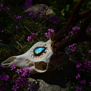 Made To Order, Real European, Roe Deer skull, Carved skull, Labradorite cabochon, Real Stone, Skull decor, perfect present, EchoesOfForest