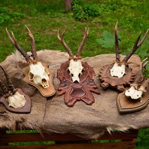 Rustic Roe Deer Skull | Real Animal Bone from Poland, Stunning Forest Decor for Nature Homes, Cabins, or Altars,