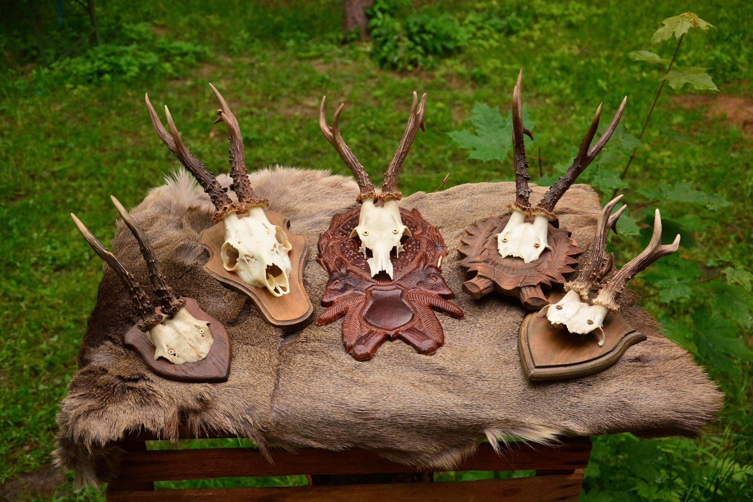 ノロジカ　ハンティングトロフィー　頭骨　鹿の角　剥製　アンティーク　雑貨　チーク ノロジカ ハンティングトロフィー 頭骨 鹿の角 剥製 アンティーク 雑貨