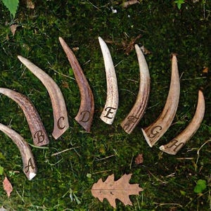 Op de afbeelding: Een verzameling van acht gebogen, bruine hertengeweistukken gerangschikt in een waaiervorm. Elk geweistuk is gegraveerd met een duidelijke hoofdletter van A tot H, met een getextureerd, natuurlijk oppervlak in verschillende tinten bruin en beige.