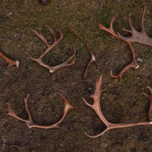 Reindeer shed antler, completely natural antler, Found in the forest, Single piece, From Santa&#39;s Reindeers, Home decoration, PRICE PER PIECE