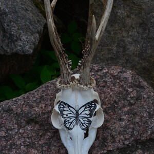 May include: A deer skull with attached antlers, adorned with a black and white butterfly design. The skull is set against a backdrop of gray and brown rocks and green foliage.