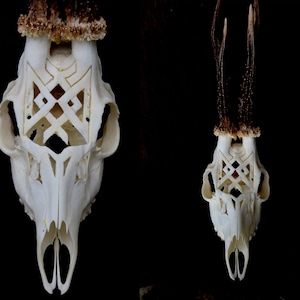Roe deer skull, Carved deer, Impressive sculpture, gift for girlfriend, wall decor, ornaments, real deer skull, from central Europe, Exotic