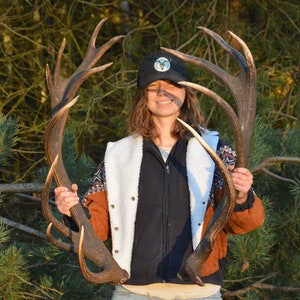 Europäisches Rotwild Geweih Set: 18 Zacken Hirschgeweih