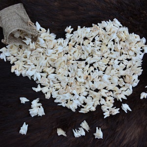 Roe deer TEETH | Clean and WHITE (Capreolus capreolus) For crafts decoration witchcraft teeth jewelery present Oddity