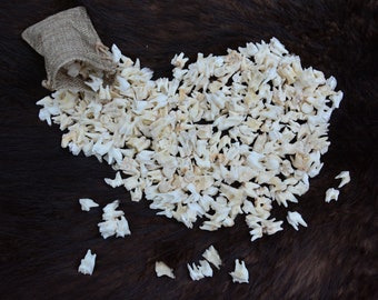 Roe deer TEETH, Clean and WHITE (Capreolus capreolus) For crafts decoration, witchcraft, teeth jewelery, present Oddity