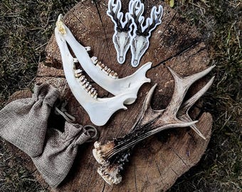 Set of natural wonders, roe deer jaw, teeth and antlers+ skull stickers!