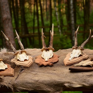 VINTAGE! Deer trophy on a wooden board | European roe deer (Capreolus capreolus) Deer skull, perfect present, wall decoration, gift set