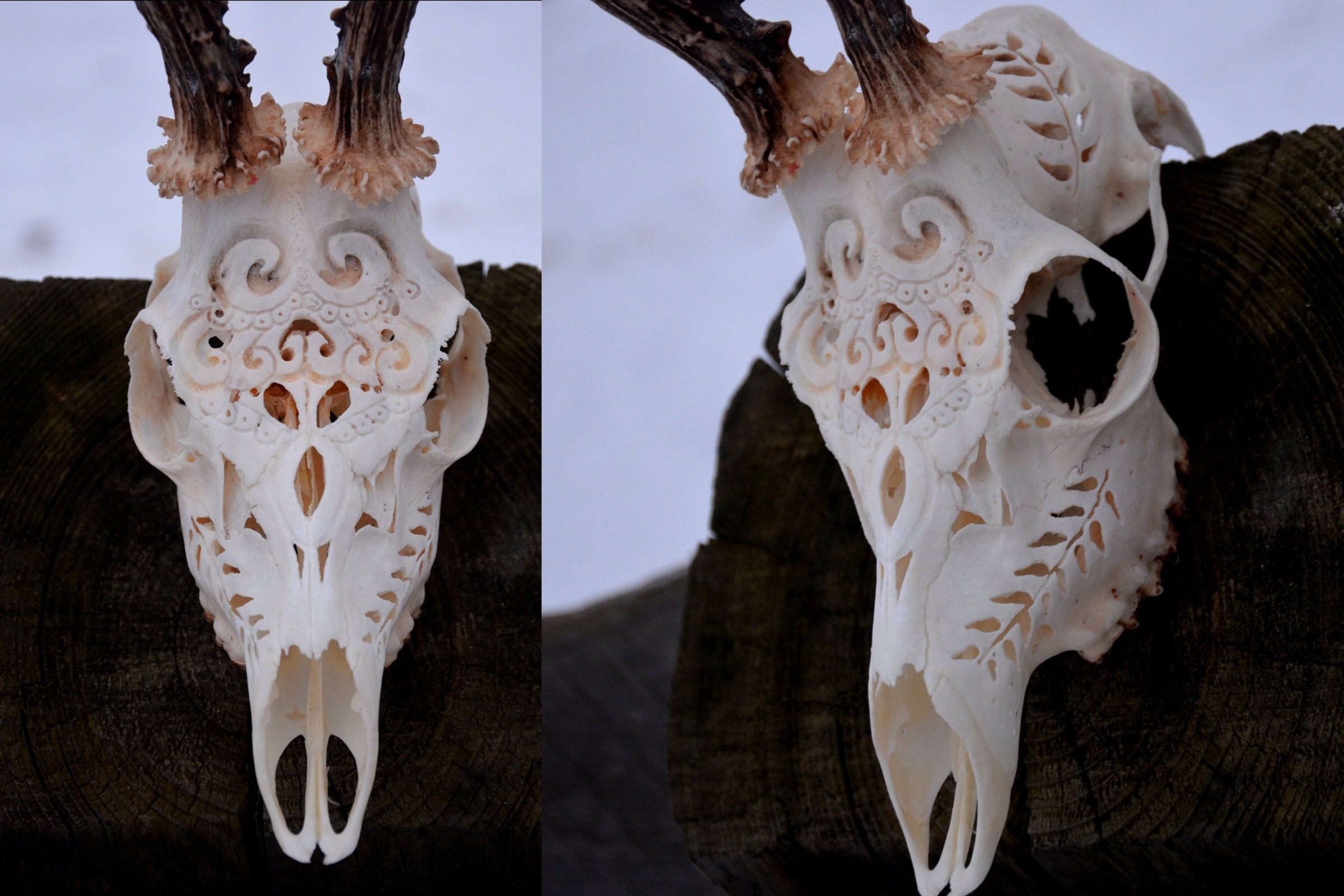Carved Deer Skull With Antlers: Engraved Home Decor - Etsy