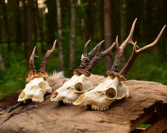 Real Roe Deer Skull | Ethically Sourced Bone Decor