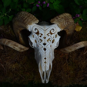 Huge carved ram skull, Skull carving, ornaments impressive, present gift, for girlfriend, horns, real skull, for her, home decor