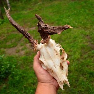 Authentic Roe Deer Skull | Wild Animal Bone from Poland, Ethically Collected, Ideal for Rustic Decor, Crafting or Curio Shelf