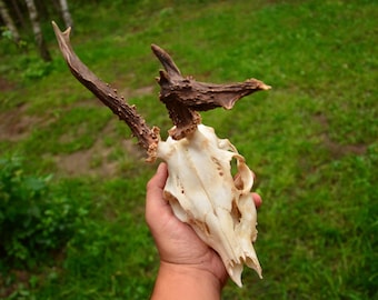 Ethically Sourced Roe Deer Skull | Mounted on Wooden Plaque
