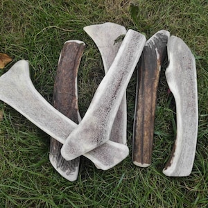 Natural dog chew natural dog treats food perfect for your dog health pet dental healthy treats dog chews from deer antlers