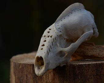 アメリカアナグマの頭蓋骨レプリカ（博物館品質） - Etsy 日本