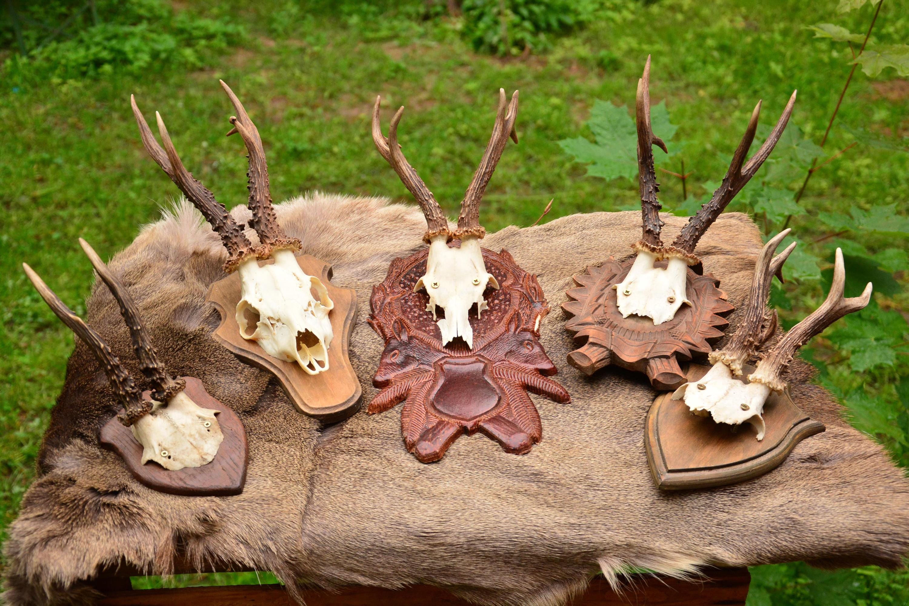 木の板に描かれたノロジカの頭蓋骨 | 素朴な森の装飾 - Etsy 日本