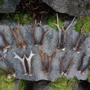 European Roe Deer Antler Set: Natural Shed Antlers, Skull Carving Possible