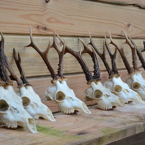 European ROE BUCK - roe deer skulls Price per piece, exotic species, perfect present gift for nature lover nice antlers