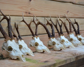 European ROE BUCK - roe deer skulls Price per piece, exotic species, perfect present gift for nature lover nice antlers