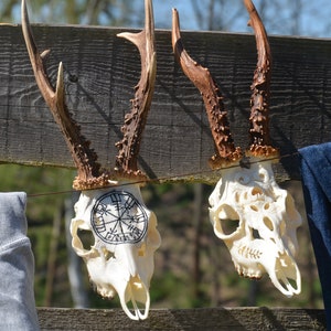 Roe deer skull, Carved roe deer skull, Real European roe deer, skull carving, home decor, wall mount, present gift, MADE TO ORDER