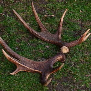 Moose Antler Pair: Natural Brown Shed Antlers, Home Decor