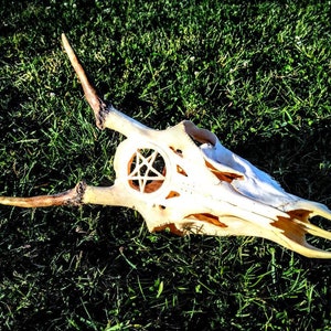 Carved deer skull with pentagram, Skull Carving, real deer, skull vintage, 666, evil home decor, unique with antlers, gift for her
