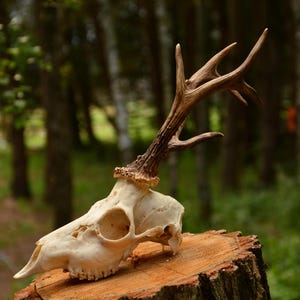 Roe Deer Skull | Natural Bone Wall Art | Rustic Home Decor | Cottagecore & Farmhouse Style | Perfect for Oddities, Curiosity Displays