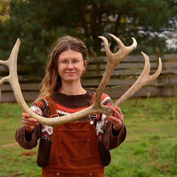 May include: A large, naturally shed deer antler, light brown in color, with multiple tines. The antler is held up in front of a person. The background includes a green field, trees, and a wooden fence.
