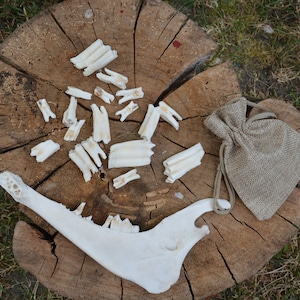 Genuine Goat Teeth Collection: Ethically Sourced, Set of 10