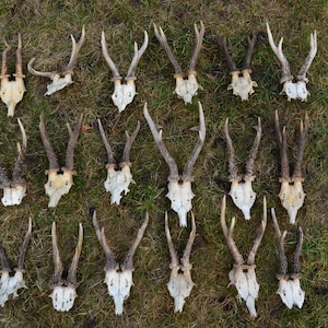 Roe BUCK, RANDOM deer skull, real animal skull, western, Viking decoration, home decor, vintage decor, deer skull, ecological skull