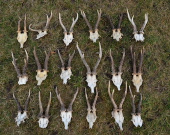 Roe Deer Skull with Antlers: Natural Wildlife Trophy