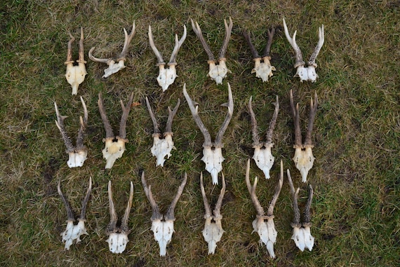 Roe Deer Skull With Antlers: Natural Wildlife Trophy - Etsy