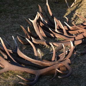 Op de afbeelding: Een verzameling van gewei van een hert of eland, die op een bed van droog gras liggen. De geweien zijn lichtbruin van kleur met witte punten en zijn in een willekeurig patroon gerangschikt.