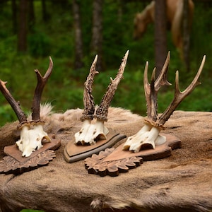 European Roe Deer Skull | Ethically Sourced, Real Animal Bone for Natural Home Decor, Study Specimen or Oddities Collector