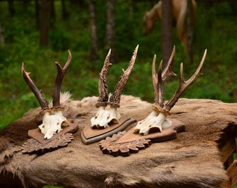 European Roe Deer Skull | Ethically Sourced, Mounted on Wooden Plaque