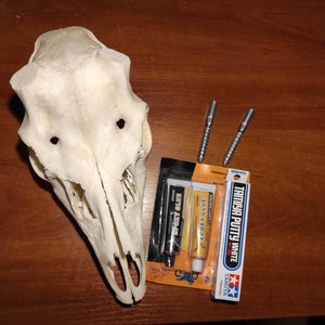Op de afbeelding: Een witte dieren schedel met twee schroeven en twee buizen epoxylijm en plamuur. De buizen zijn geëtiketteerd met "Epoxy Glue" en "Tamiya Putty White".