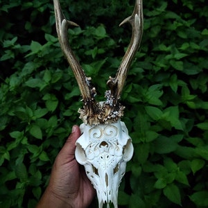 MADE TO ORDER, Real deer skull, Carved deer, skull, with antlers, perfect gift, home decor, skull carving, carved swallow, Valentine's gift
