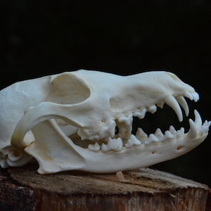 May include: A detailed, off-white animal skull with sharp teeth, resting on a piece of wood. The skull is well-preserved, showcasing the natural bone structure and the arrangement of the teeth. The background is a dark, solid color.