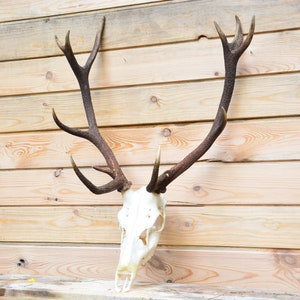 Red Deer Antler Set: Carpathian Skull Mount, Rustic Cabin Decor